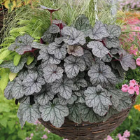 Heuchera Glitter