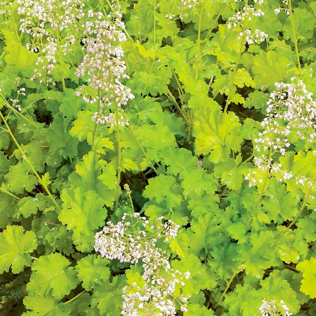 Heuchera 'Lime Marmalade'
