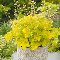 Heuchera 'Lime Marmalade' - Ladybird Nursery