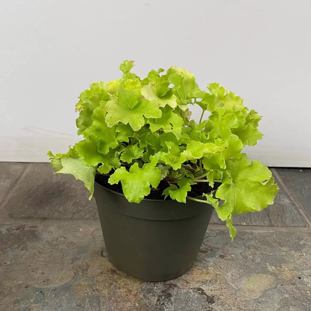 Heuchera 'Lime Marmalade' - Ladybird Nursery