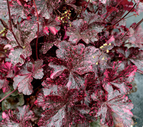 Heuchera Midnight Rose