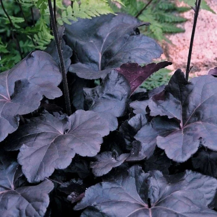 Heuchera Obsidian