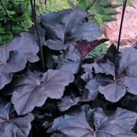 Heuchera Obsidian