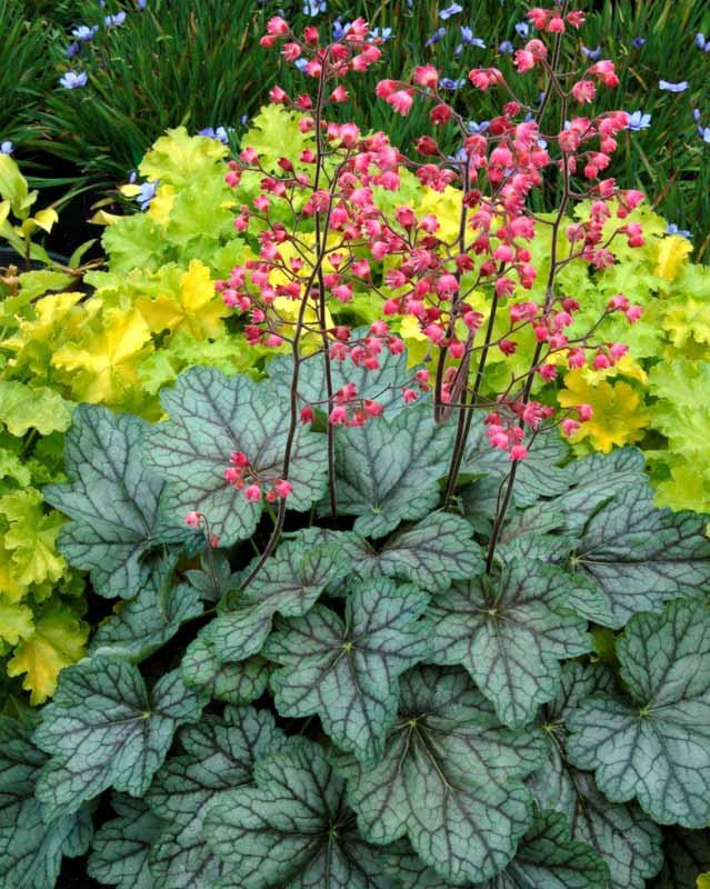 Heuchera Peppermint Spice - Ladybird Nursery