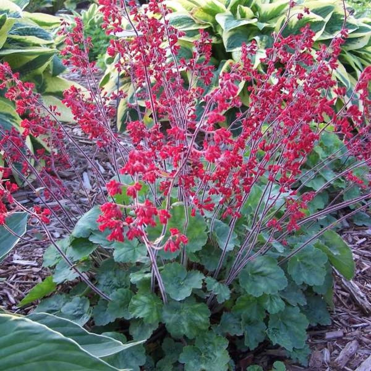 Heuchera Marmalade (Heuchera sanguinea) - Ladybird Nursery