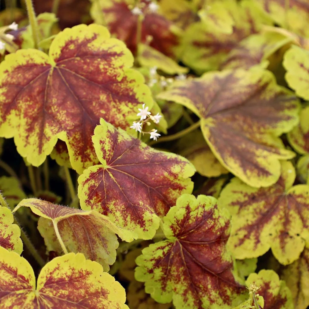 Heuchera Solar Eclipse