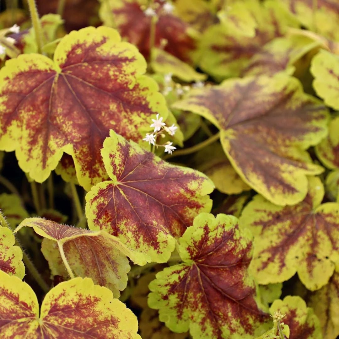 Heuchera Solar Eclipse - Ladybird Nursery