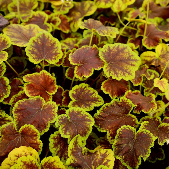 Heuchera Solar Eclipse
