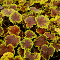 Heuchera Solar Eclipse