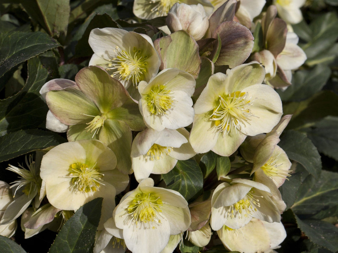 Hellebore Gold Collection ® Marlon (Helleborus ) - Ladybird Nursery