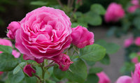 Rose Single Pink Climbing (Rosa spp.) - Ladybird Nursery