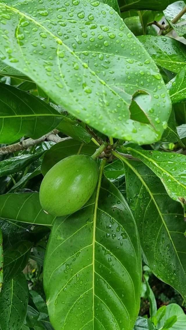 Atractocarpus fitzalanii - Native Gardenia (Tucker Bush™) - Ladybird Nursery