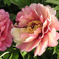 Itoh Peony Hillary (Paeonia)