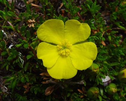 Guinea Flower (Hibbertia obtusifolia) - Ladybird Nursery