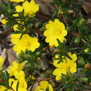 Guinea Flower Golden Sunburst (Hibbertia) - Ladybird Nursery