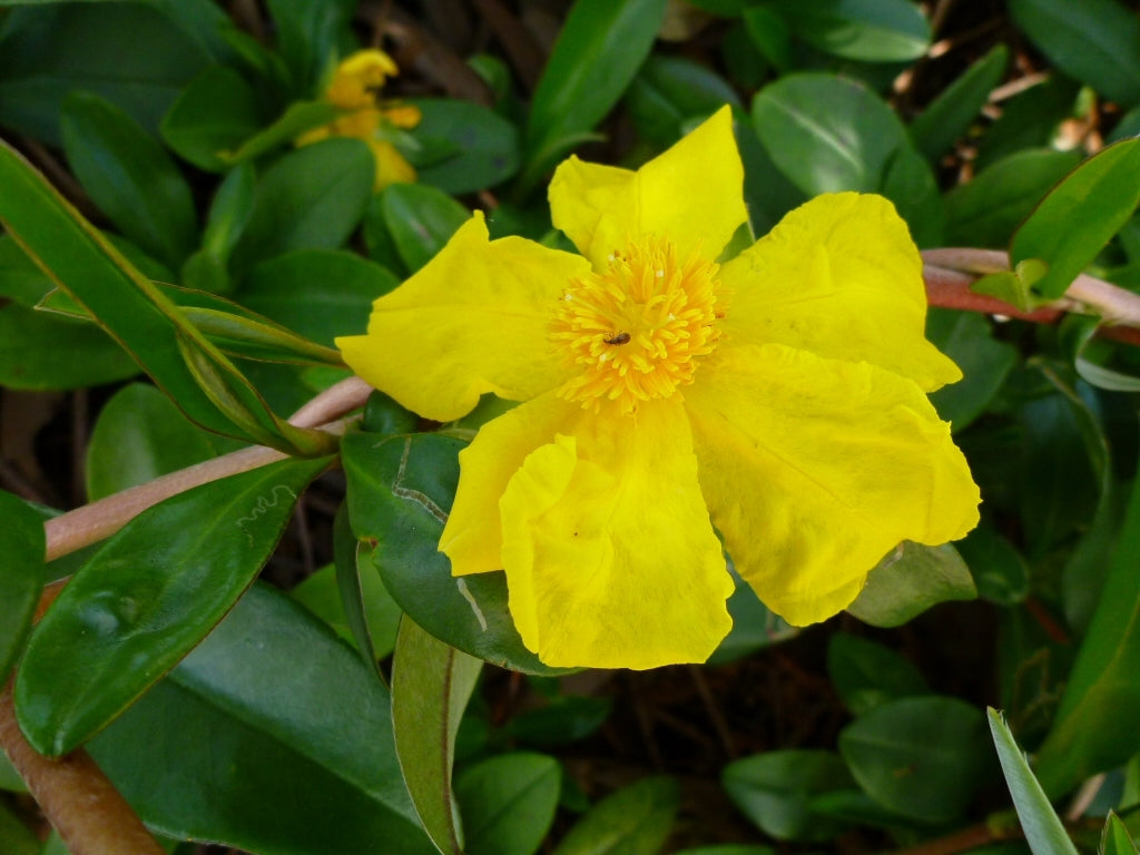Climbing Guinea Flower (Hibbertia scandens)