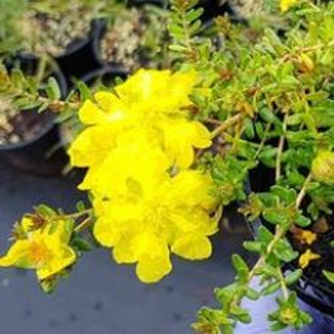 Guinea Flower Little Rocker (Hibberti )