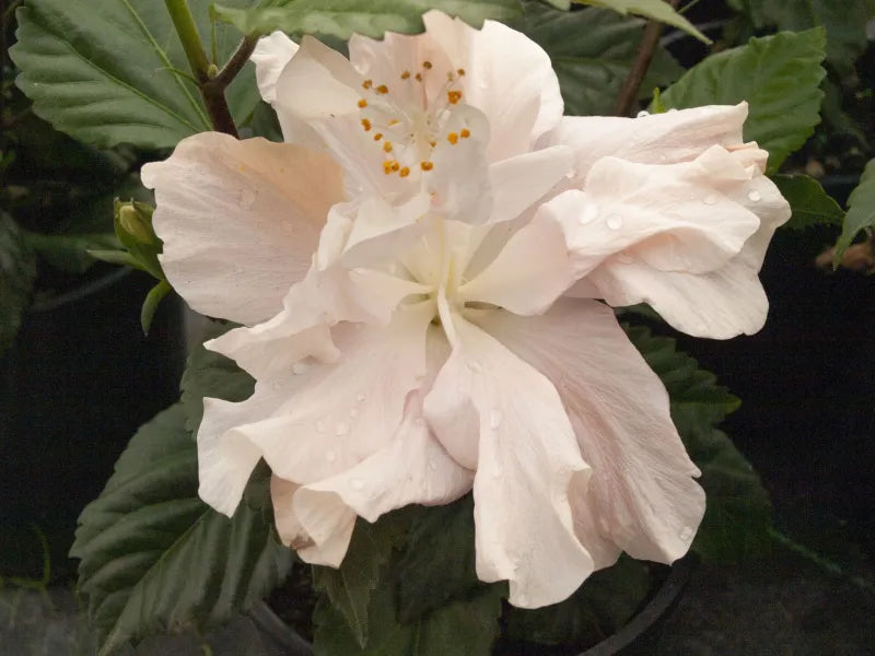 Chinese Hibiscus Enid Lewis (Hibiscus rosa-sinensis)