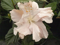 Chinese Hibiscus Enid Lewis (Hibiscus rosa-sinensis)