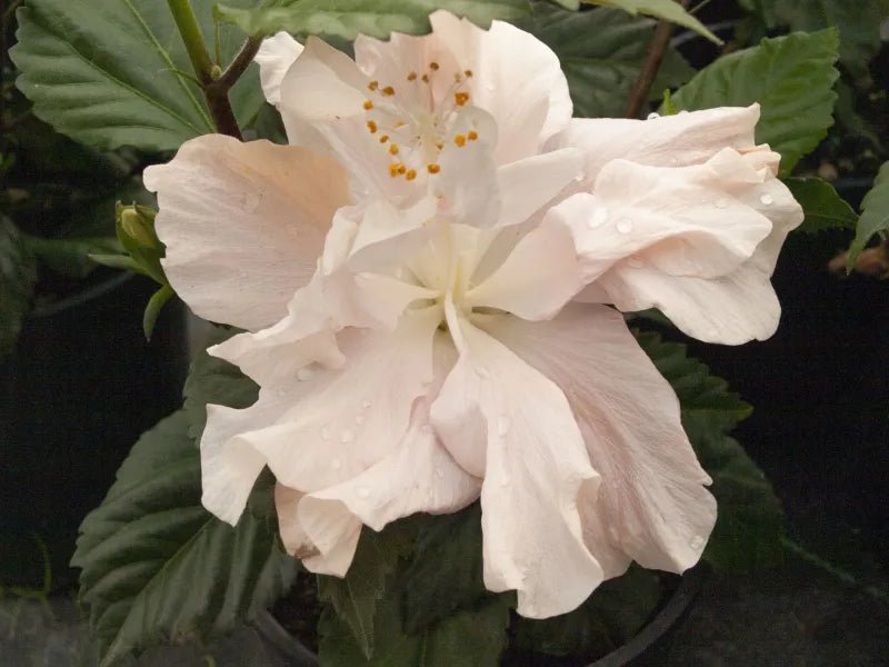Hibiscus Enid Lewis (Hibiscus rosa - sinensis) - Ladybird Nursery