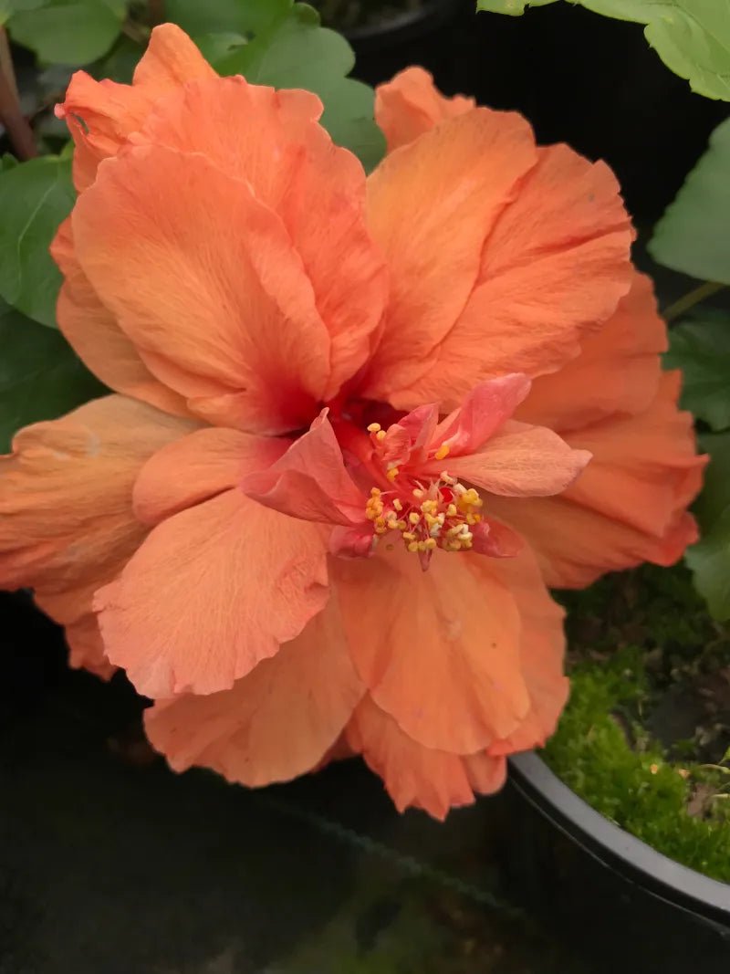 Hibiscus Hollys Pride (Hibiscus rosa - sinensis) - Ladybird Nursery