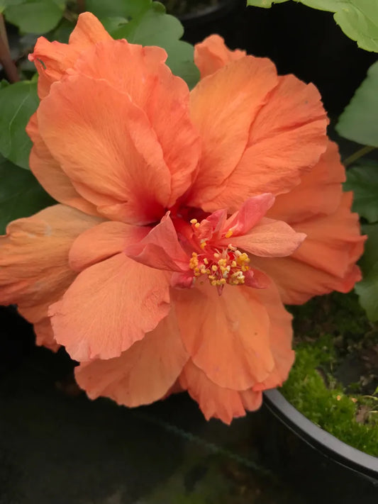 Chinese Hibiscus Hollys Pride (Hibiscus rosa-sinensis)