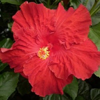 Hibiscus Rio Clara Flaming Glory - Ladybird Nursery
