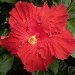 Hibiscus Rio Clara Ruby Red - Ladybird Nursery