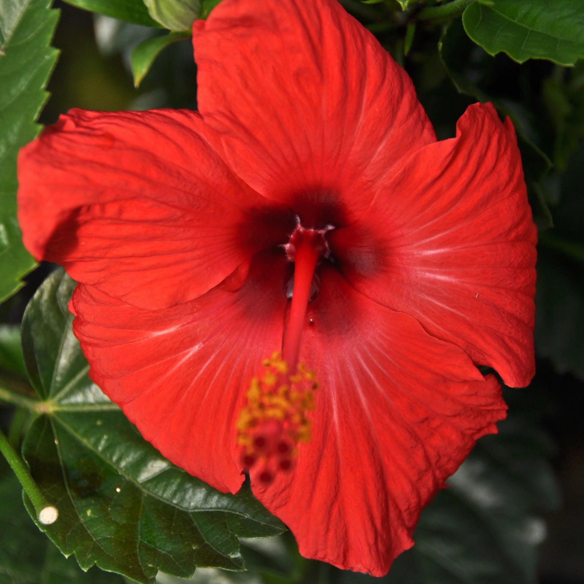 Hibiscus Assorted (Hibiscus spp.)