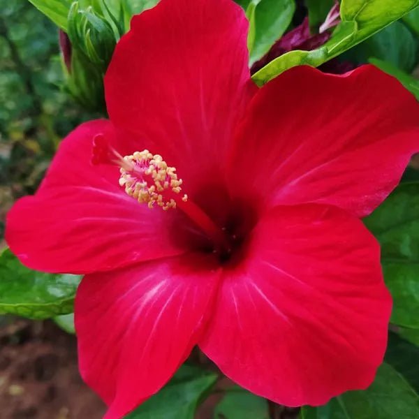 Hibiscus Red Rascal (Hibiscus rosa - sinensis) - Ladybird Nursery