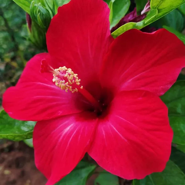 Chinese Hibiscus Fantasy Cherry Red (Hibiscus rosa-sinensis)
