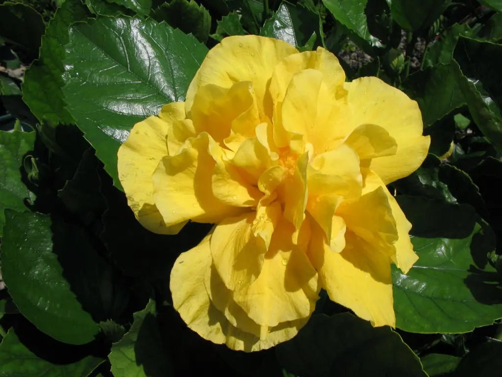 Hibiscus Full Moon (Hibiscus rosa - sinensis) - Ladybird Nursery