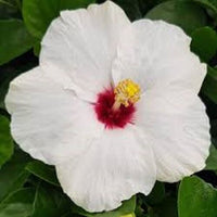 Hibiscus Rio Clara Jam Drop - Ladybird Nursery