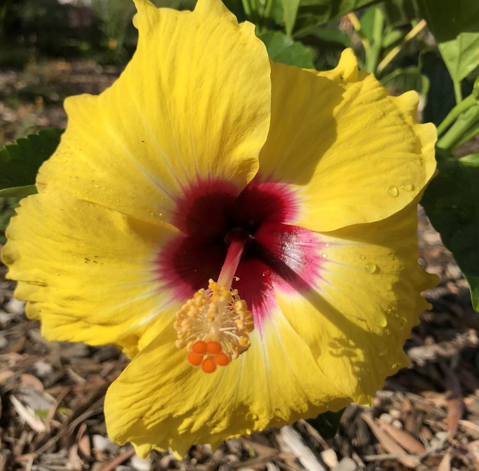Hibiscus Fantasy Lemon Delight (Hibiscus rosa - sinensis) - Ladybird Nursery