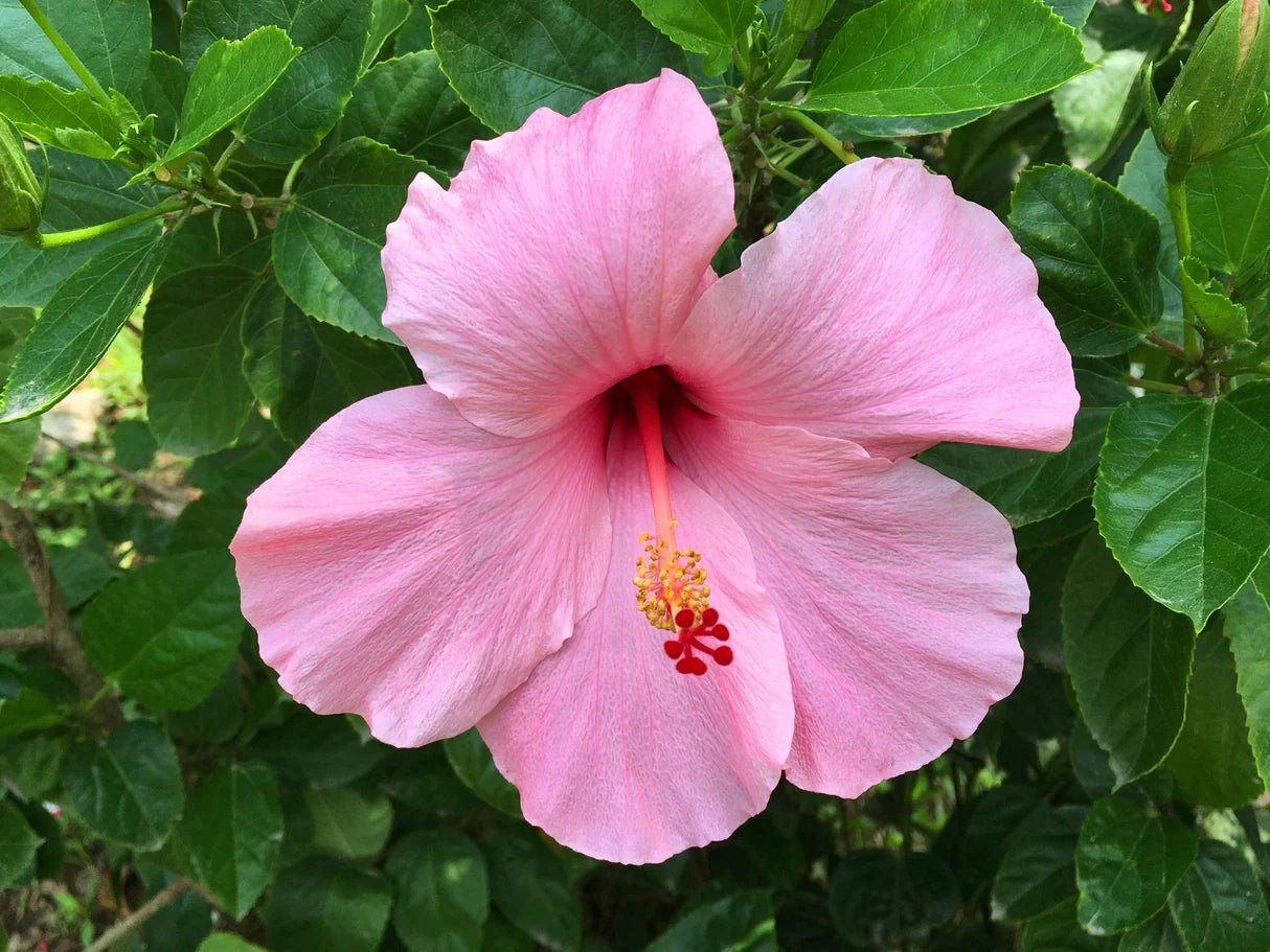 Hibiscus Lollipops - Ladybird Nursery