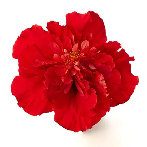 Hibiscus Medusa Red Double