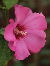 Hibiscus Petite Pink - Ladybird Nursery