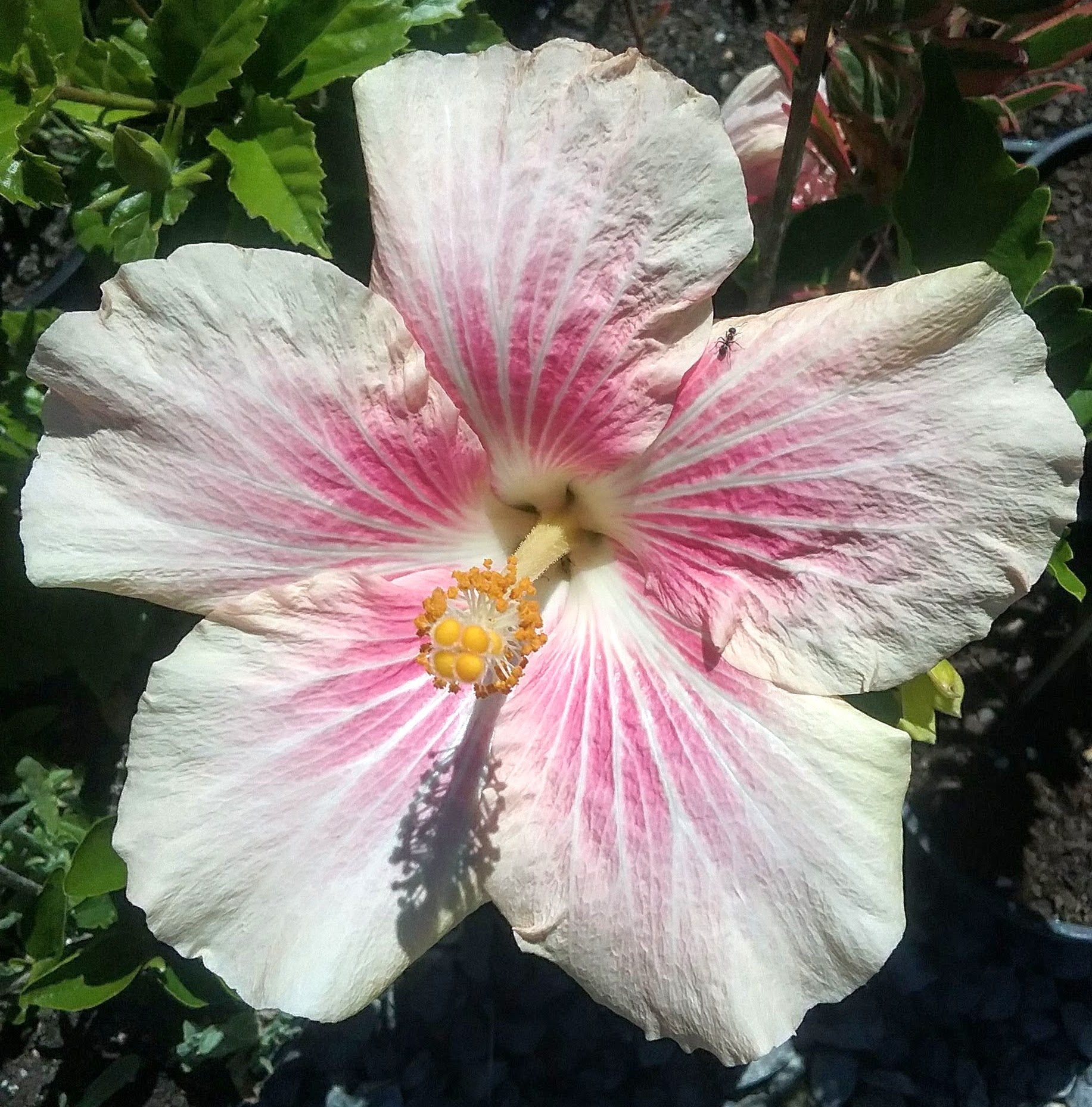 Chinese Hibiscus Pink Rays (Hibiscus rosa-sinensis)