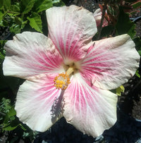 Hibiscus Pink Rays (Hibiscus rosa - sinensis) - Ladybird Nursery