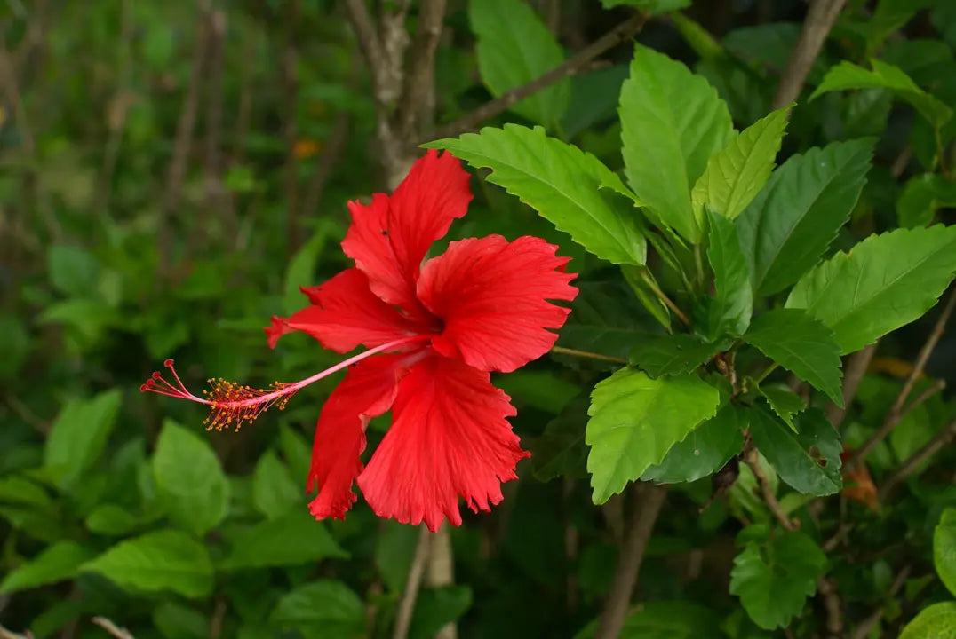 Chinese Hibiscus Psyche (Hibiscus rosa-sinensis)