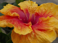 Hibiscus Rio Clara Orange Delight - Ladybird Nursery