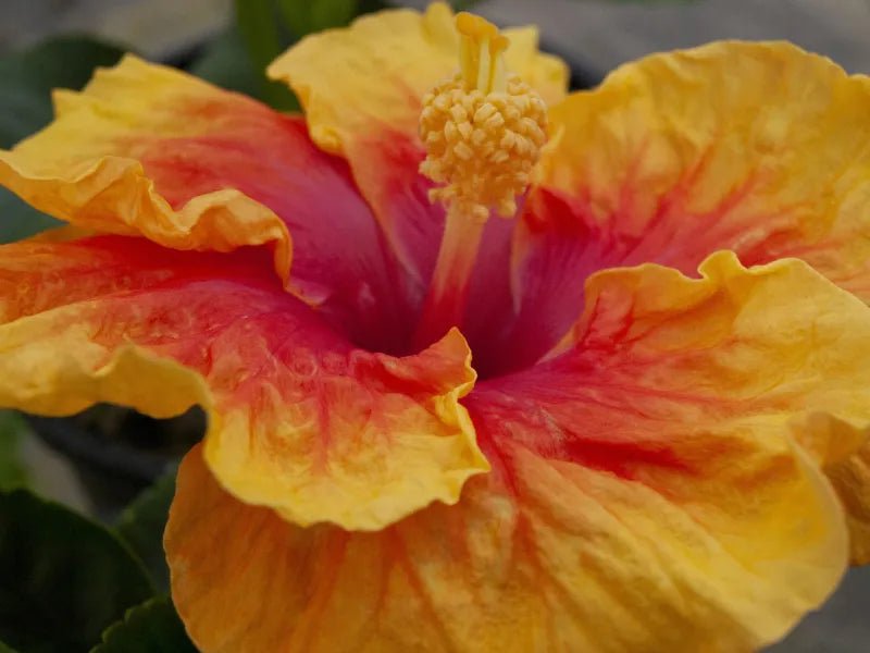 Hibiscus Rio Clara Orange Delight - Ladybird Nursery