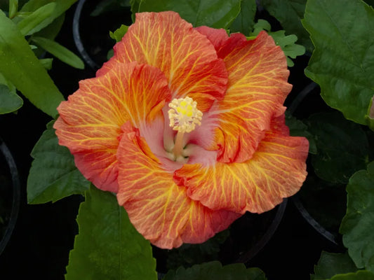 Chinese Hibiscus Fantasy Sunset Ruffle (Hibiscus rosa-sinensis)