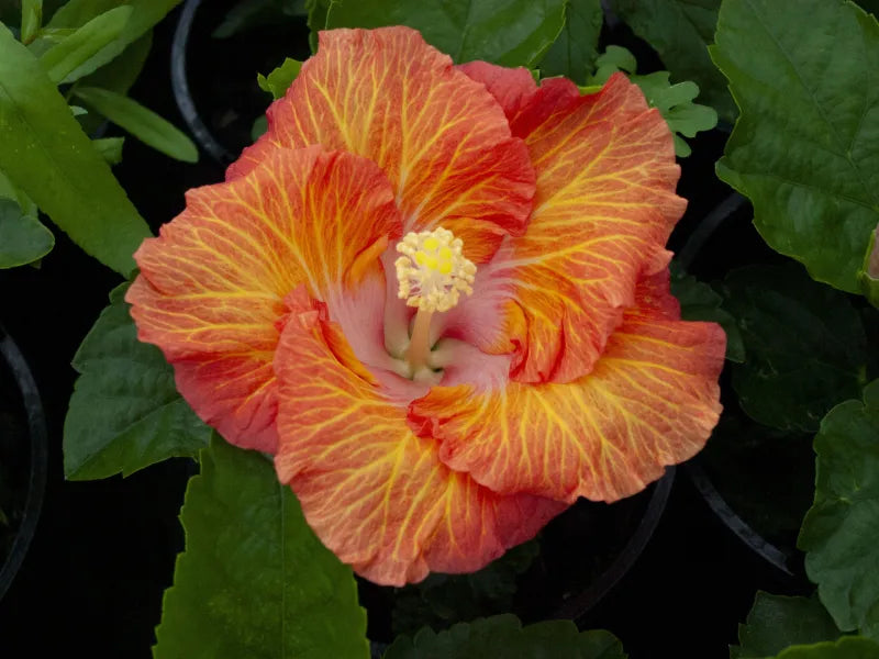 Hibiscus Rio Clara Sunset Ruffle
