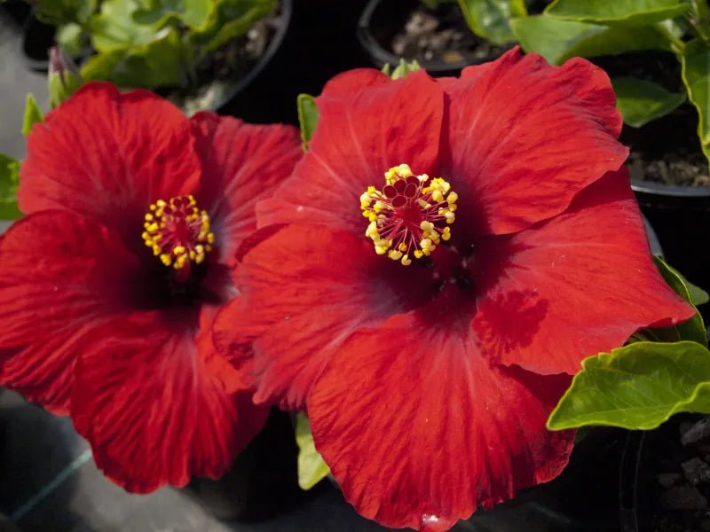 Hibiscus Rio Clara Ruby Red - Ladybird Nursery
