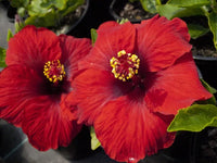 Hibiscus Rio Clara Ruby Red - Ladybird Nursery