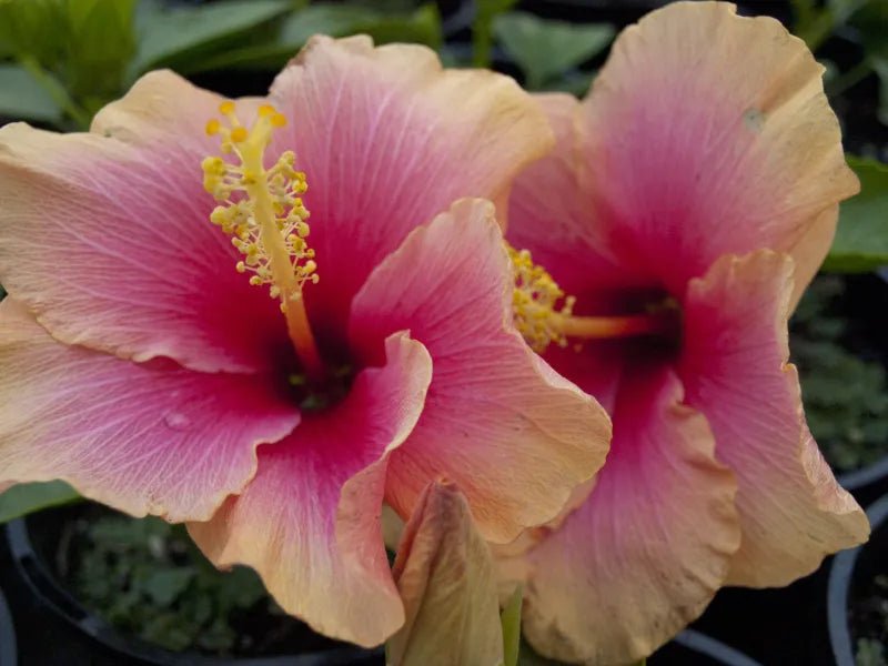 Hibiscus Rio Clara Candy Pink - Ladybird Nursery