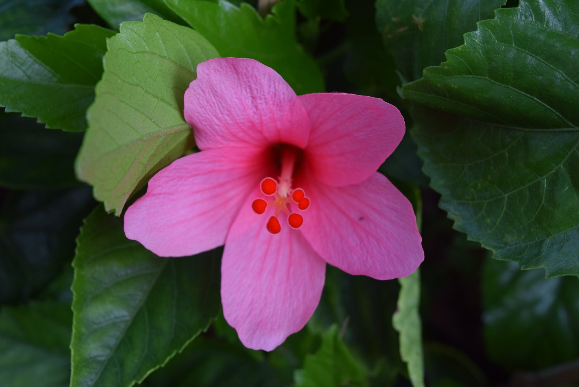 Chinese Hibiscus Tiny Tina (Hibiscus rosa-sinensis)