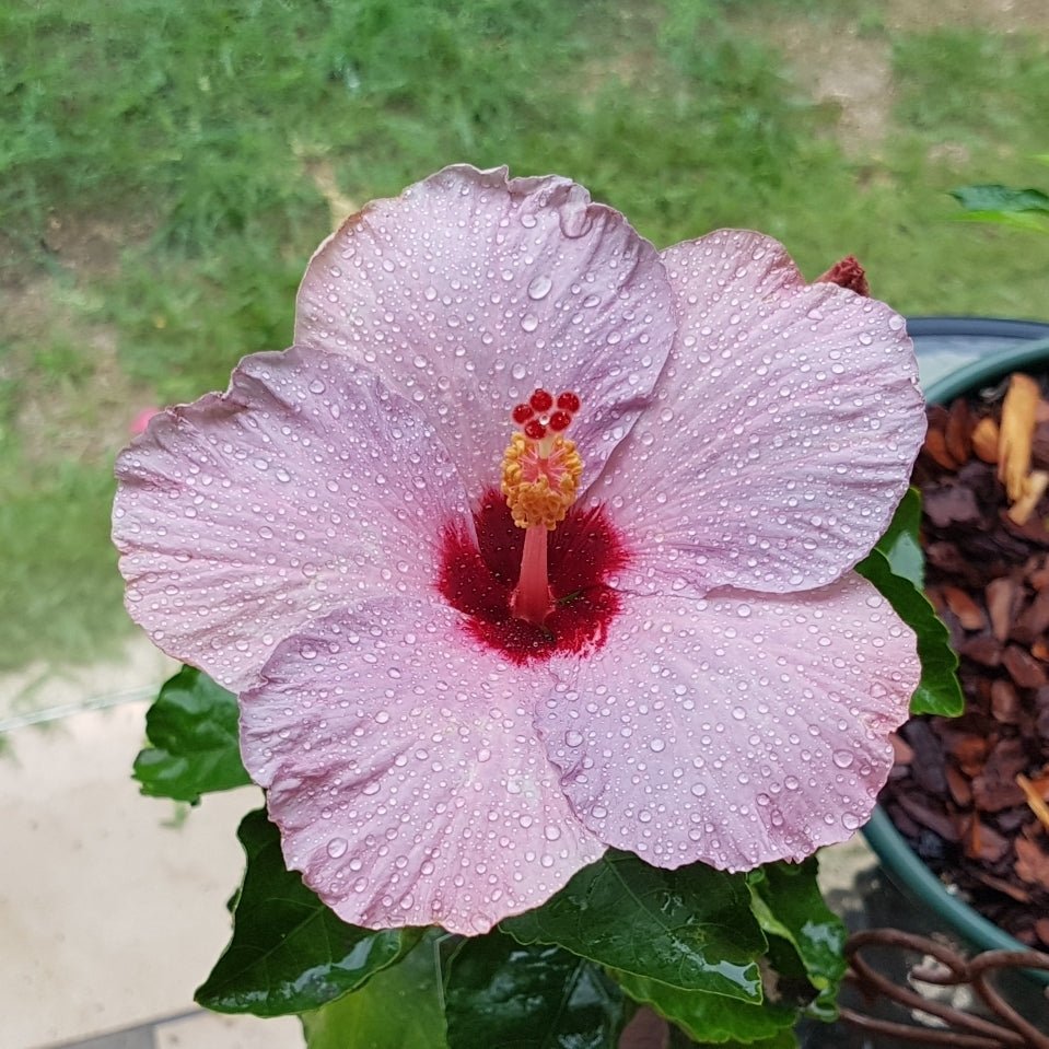 Hibiscus Klahanie Coconut Ice - Ladybird Nursery