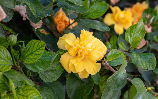 Chinese Hibiscus Full Moon (Hibiscus rosa-sinensis)